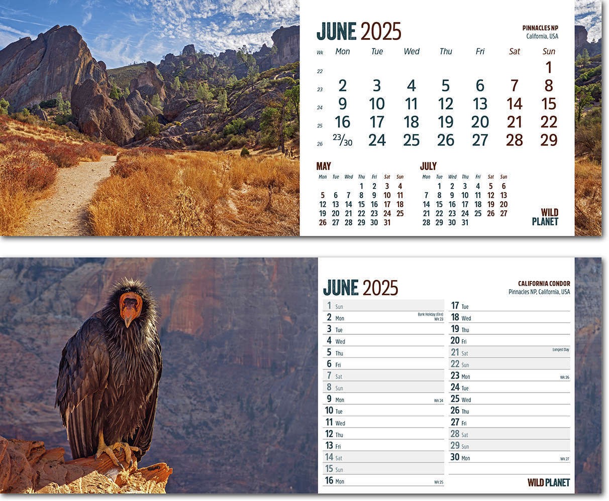Wild Planet Note Station Desk Calendar 