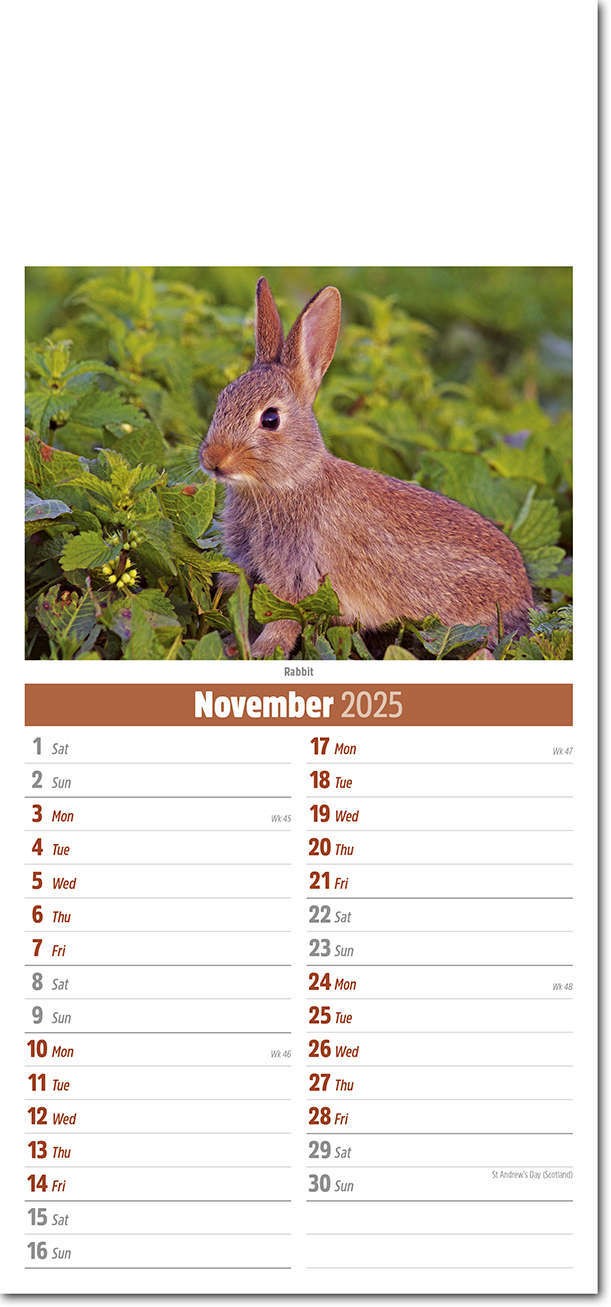 Slimline British Wildlife Compact Calendar